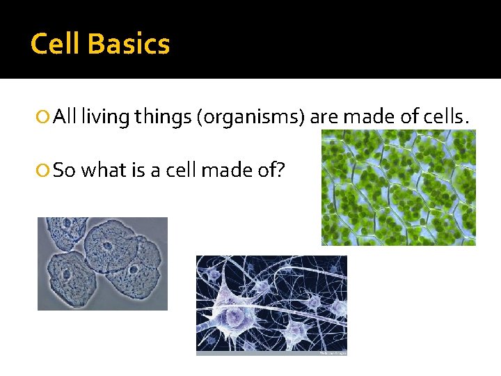 Cell Basics All living things (organisms) are made of cells. So what is a Cell Basics All living things (organisms) are made of cells. So what is a