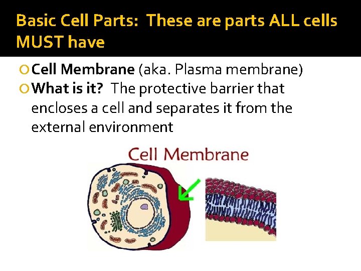 Basic Cell Parts: These are parts ALL cells MUST have Cell Membrane (aka. Plasma Basic Cell Parts: These are parts ALL cells MUST have Cell Membrane (aka. Plasma