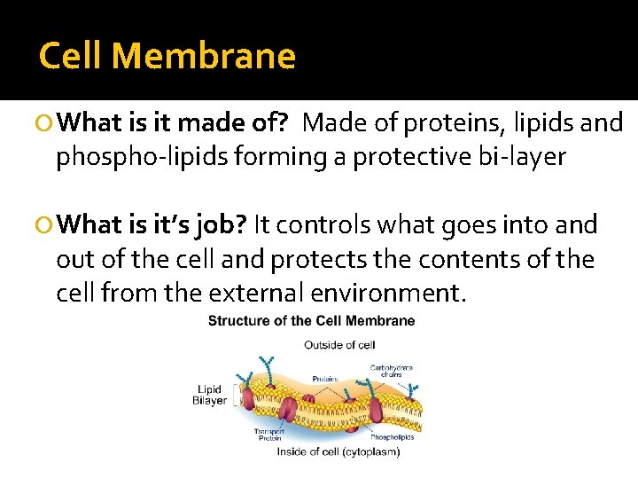 Cell Membrane What is it made of? Made of proteins, lipids and phospho-lipids forming Cell Membrane What is it made of? Made of proteins, lipids and phospho-lipids forming