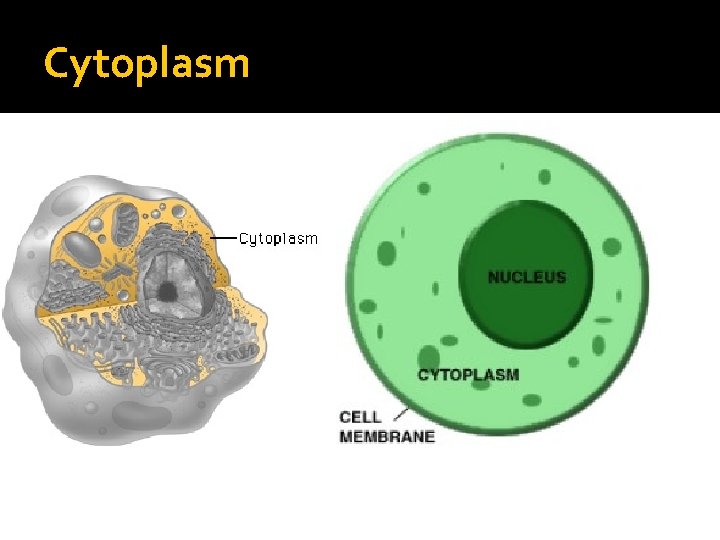 Cytoplasm Cytoplasm
