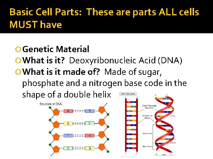 Basic Cell Parts: These are parts ALL cells MUST have Genetic Material What is Basic Cell Parts: These are parts ALL cells MUST have Genetic Material What is