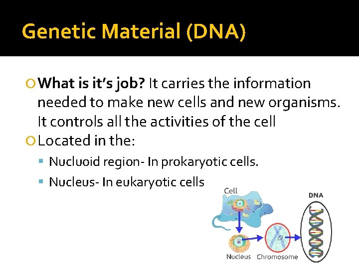 Genetic Material (DNA) What is it’s job? It carries the information needed to make Genetic Material (DNA) What is it’s job? It carries the information needed to make