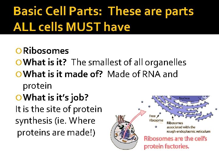 Basic Cell Parts: These are parts ALL cells MUST have Ribosomes What is it? Basic Cell Parts: These are parts ALL cells MUST have Ribosomes What is it?