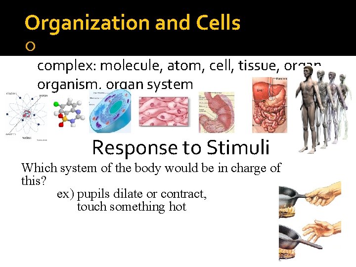 Organization and Cells Put the terms in order from simplest to complex: molecule, atom, Organization and Cells Put the terms in order from simplest to complex: molecule, atom,