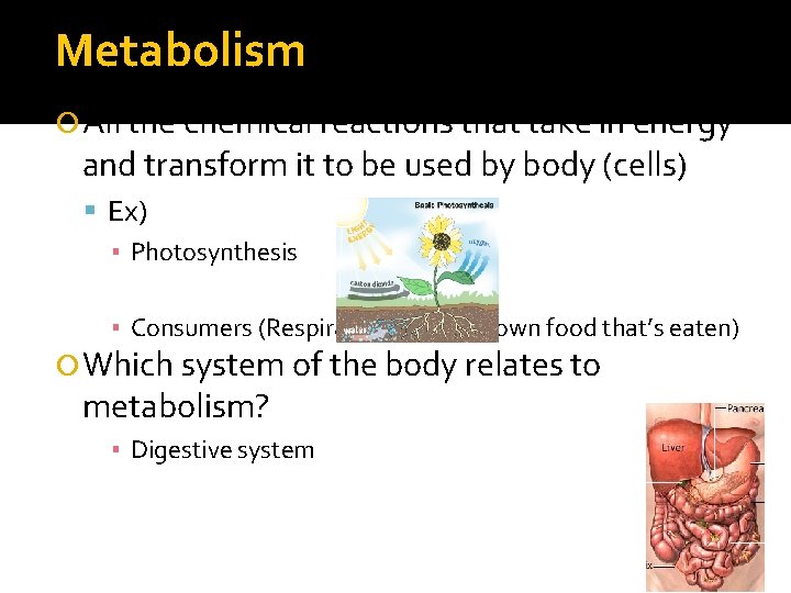 Metabolism All the chemical reactions that take in energy and transform it to be Metabolism All the chemical reactions that take in energy and transform it to be