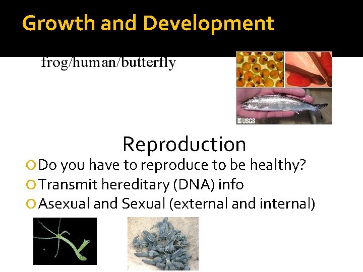 Growth and Development • Explain the growth and development of a frog/human/butterfly Reproduction Do Growth and Development • Explain the growth and development of a frog/human/butterfly Reproduction Do