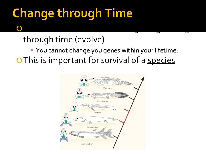 Change through Time ONLY POPULATIONS of living things change through time (evolve) ▪ You Change through Time ONLY POPULATIONS of living things change through time (evolve) ▪ You