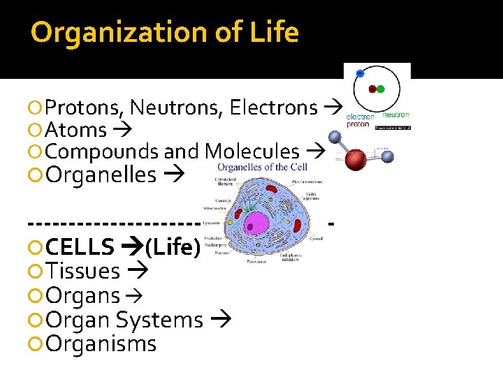 Organization of Life Protons, Neutrons, Electrons Atoms Compounds and Molecules Organelles ------------------ CELLS (Life) Organization of Life Protons, Neutrons, Electrons Atoms Compounds and Molecules Organelles ------------------ CELLS (Life)
