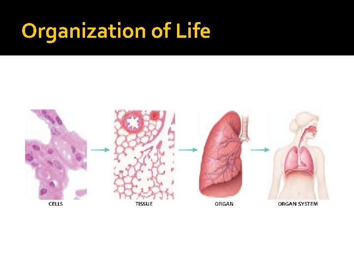 Organization of Life Organization of Life