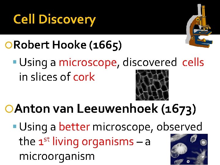 Cell Discovery Robert Hooke (1665) Using a microscope, discovered cells in slices of cork Cell Discovery Robert Hooke (1665) Using a microscope, discovered cells in slices of cork