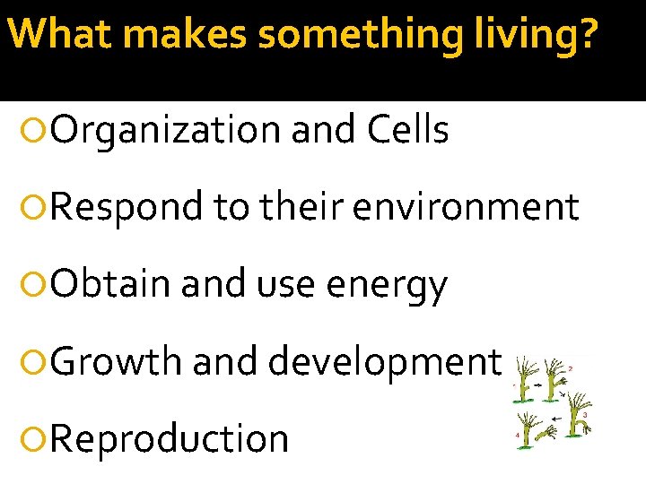 What makes something living? Organization and Cells Respond to their environment Obtain and use What makes something living? Organization and Cells Respond to their environment Obtain and use