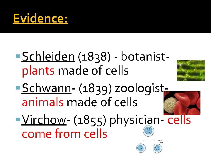 Evidence: Schleiden (1838) - botanist- plants made of cells Schwann- (1839) zoologistanimals made of Evidence: Schleiden (1838) - botanist- plants made of cells Schwann- (1839) zoologistanimals made of