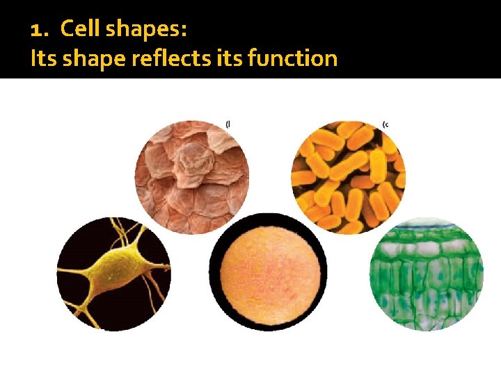1. Cell shapes: Its shape reflects its function 1. Cell shapes: Its shape reflects its function