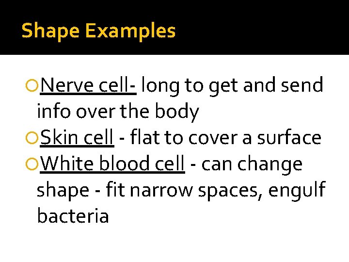 Shape Examples Nerve cell- long to get and send info over the body Skin Shape Examples Nerve cell- long to get and send info over the body Skin