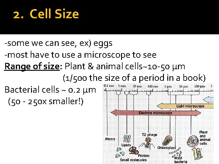 2. Cell Size -some we can see, ex) eggs -most have to use a 2. Cell Size -some we can see, ex) eggs -most have to use a