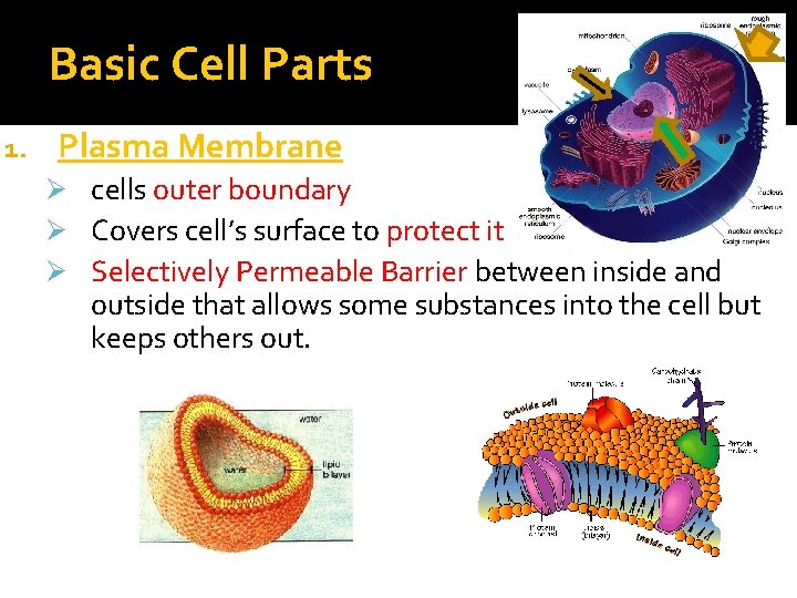 Basic Cell Parts 1. Plasma Membrane Ø cells outer boundary Ø Covers cell’s surface Basic Cell Parts 1. Plasma Membrane Ø cells outer boundary Ø Covers cell’s surface