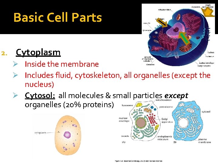 Basic Cell Parts 2. Cytoplasm Ø Inside the membrane Ø Includes fluid, cytoskeleton, all Basic Cell Parts 2. Cytoplasm Ø Inside the membrane Ø Includes fluid, cytoskeleton, all