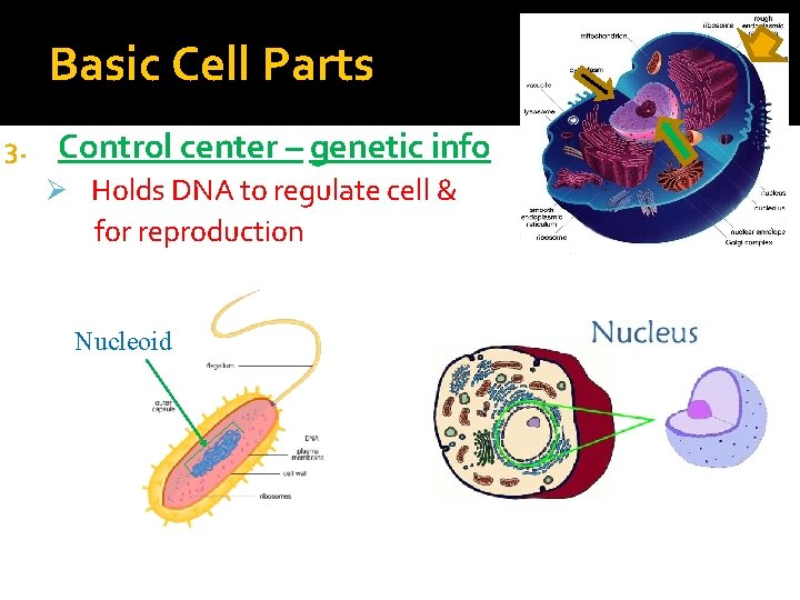 Basic Cell Parts 3. Control center – genetic info Ø Holds DNA to regulate Basic Cell Parts 3. Control center – genetic info Ø Holds DNA to regulate