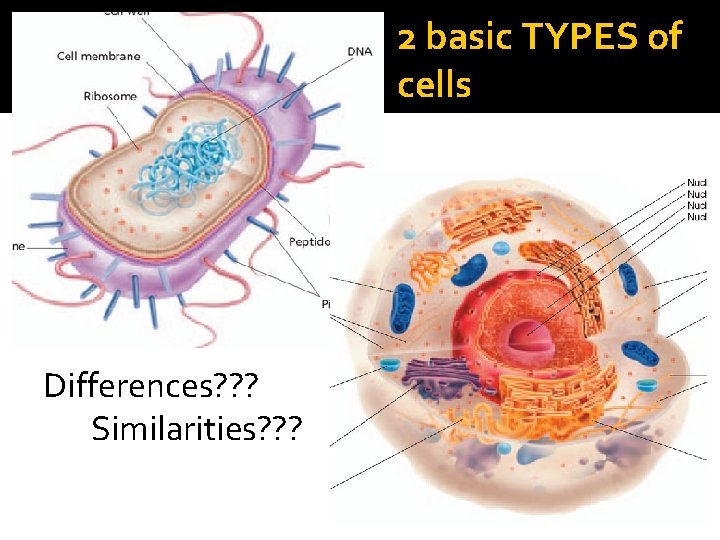 2 basic TYPES of cells Differences? ? ? Similarities? ? ? 2 basic TYPES of cells Differences? ? ? Similarities? ? ?