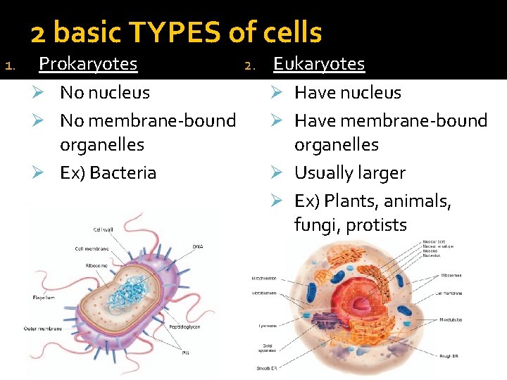 2 basic TYPES of cells 1. Prokaryotes 2. Eukaryotes Ø No nucleus Ø Have 2 basic TYPES of cells 1. Prokaryotes 2. Eukaryotes Ø No nucleus Ø Have