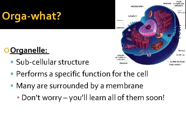 Orga-what? Organelle: Sub-cellular structure Performs a specific function for the cell Many are surrounded Orga-what? Organelle: Sub-cellular structure Performs a specific function for the cell Many are surrounded
