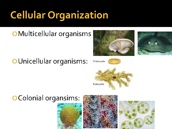 Cellular Organization Multicellular organisms Unicellular organisms: Colonial organsims: Cellular Organization Multicellular organisms Unicellular organisms: Colonial organsims:
