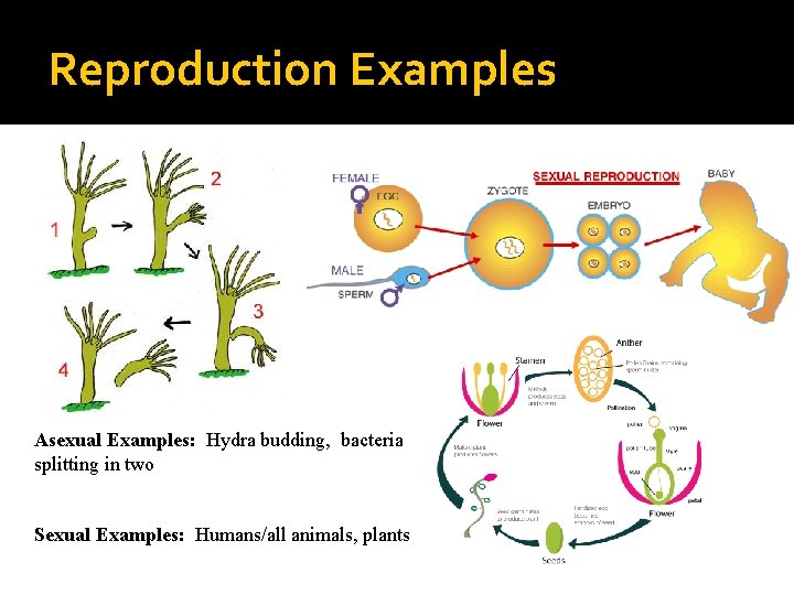 Reproduction Examples Asexual Examples: Hydra budding, bacteria splitting in two Sexual Examples: Humans/all animals, Reproduction Examples Asexual Examples: Hydra budding, bacteria splitting in two Sexual Examples: Humans/all animals,