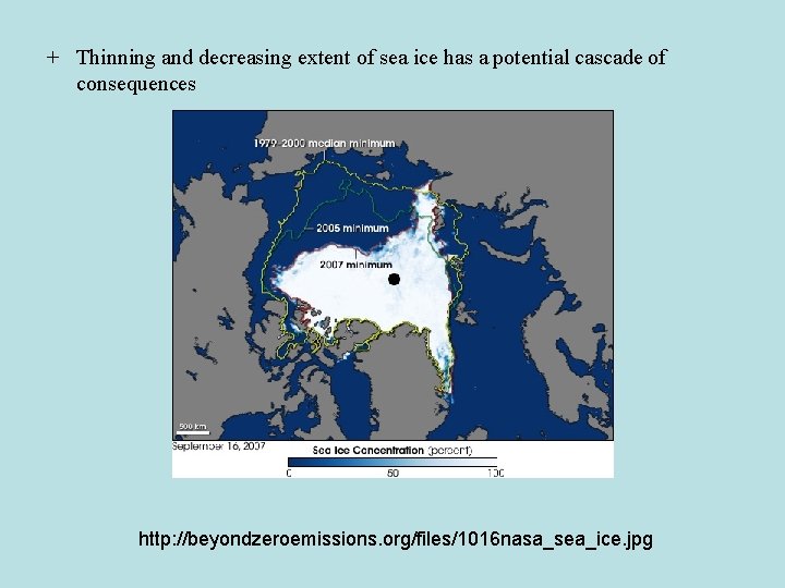 + Thinning and decreasing extent of sea ice has a potential cascade of consequences