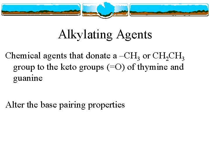 Alkylating Agents Chemical agents that donate a –CH 3 or CH 2 CH 3