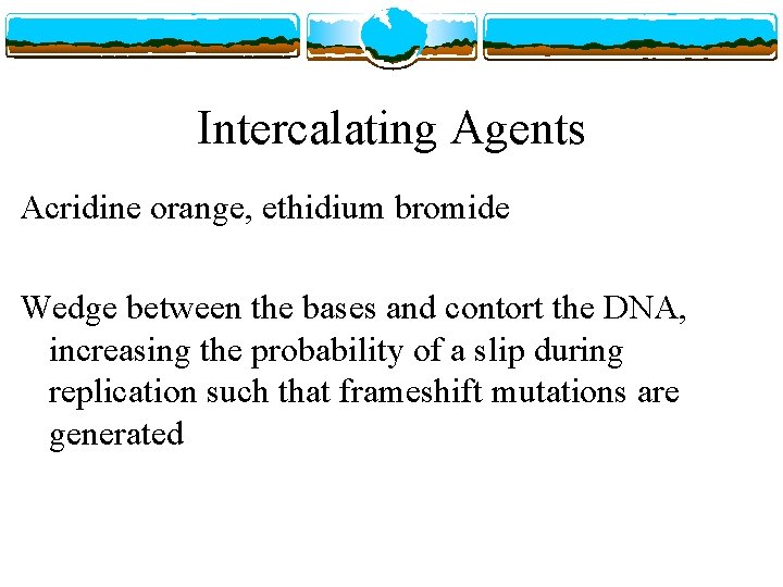 Intercalating Agents Acridine orange, ethidium bromide Wedge between the bases and contort the DNA,