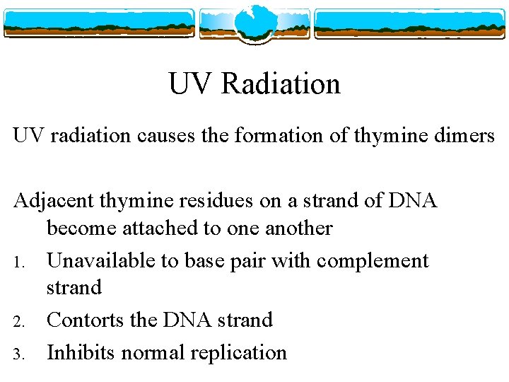 UV Radiation UV radiation causes the formation of thymine dimers Adjacent thymine residues on