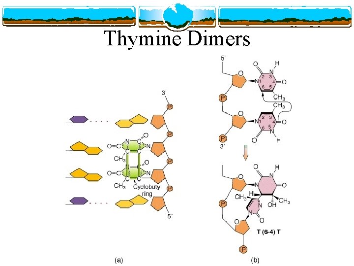 Thymine Dimers 