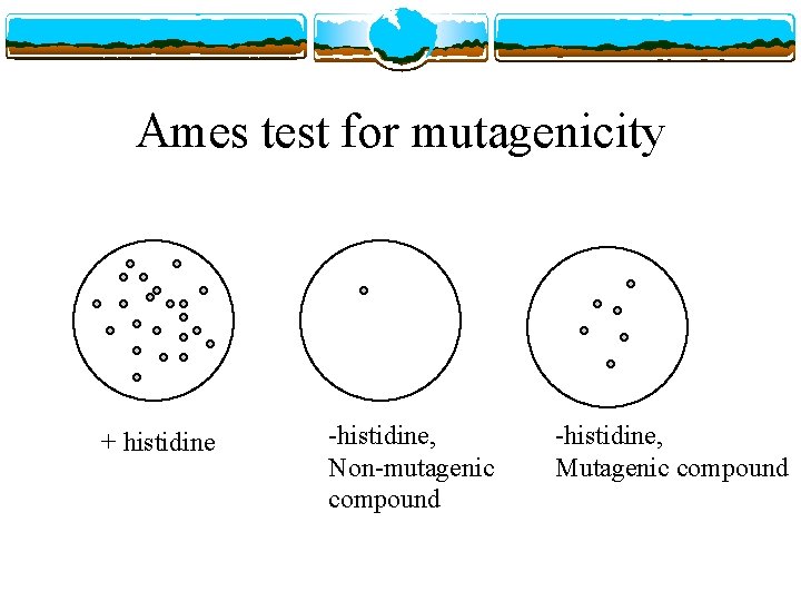 Ames test for mutagenicity + histidine -histidine, Non-mutagenic compound -histidine, Mutagenic compound 