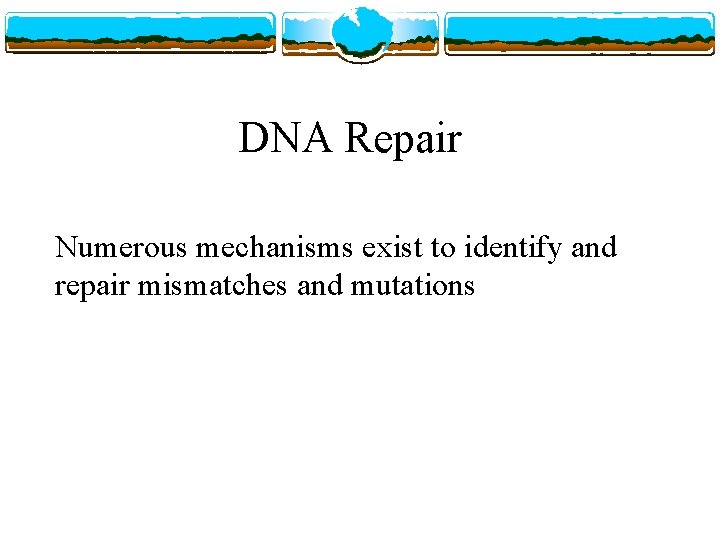 DNA Repair Numerous mechanisms exist to identify and repair mismatches and mutations 
