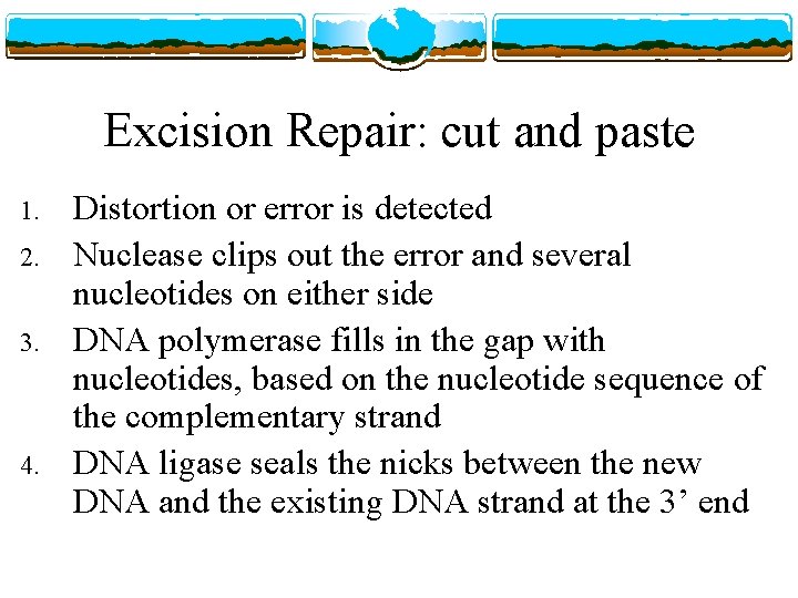 Excision Repair: cut and paste 1. 2. 3. 4. Distortion or error is detected