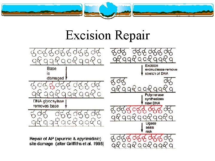 Excision Repair 