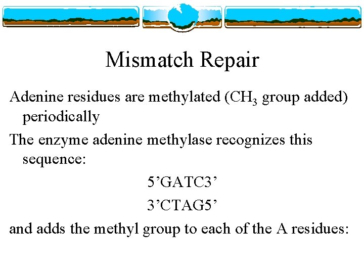 Mismatch Repair Adenine residues are methylated (CH 3 group added) periodically The enzyme adenine