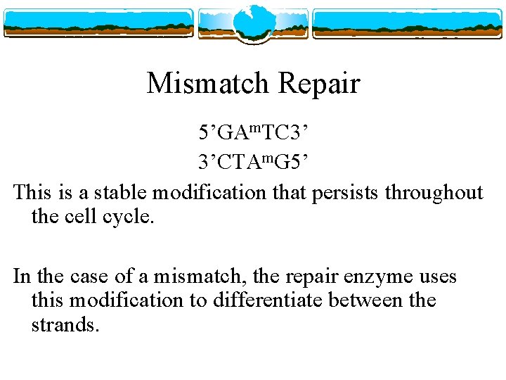 Mismatch Repair 5’GAm. TC 3’ 3’CTAm. G 5’ This is a stable modification that