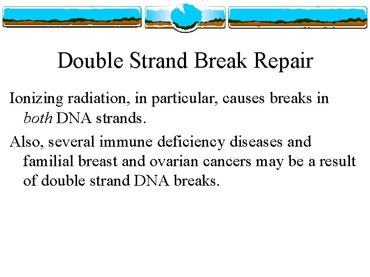 Double Strand Break Repair Ionizing radiation, in particular, causes breaks in both DNA strands.