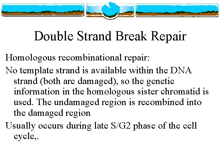 Double Strand Break Repair Homologous recombinational repair: No template strand is available within the