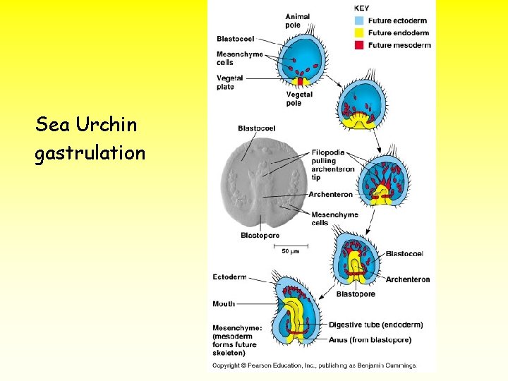 Sea Urchin gastrulation 