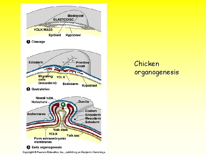 Chicken organogenesis 