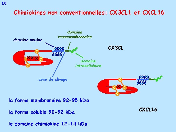 10 Chimiokines non conventionnelles: CX 3 CL 1 et CXCL 16 domaine mucine domaine