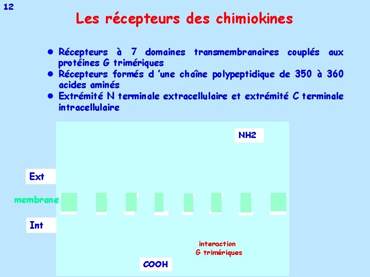 12 Les récepteurs des chimiokines l Récepteurs à 7 domaines transmembranaires couplés aux protéines