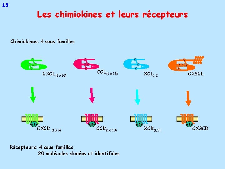 13 Les chimiokines et leurs récepteurs Chimiokines: 4 sous familles C C C XC