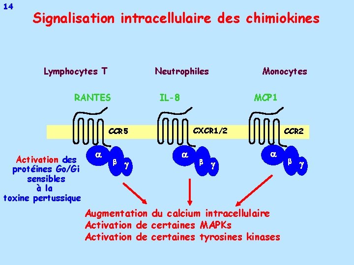 14 Signalisation intracellulaire des chimiokines Lymphocytes T Neutrophiles RANTES IL-8 MCP 1 CXCR 1/2