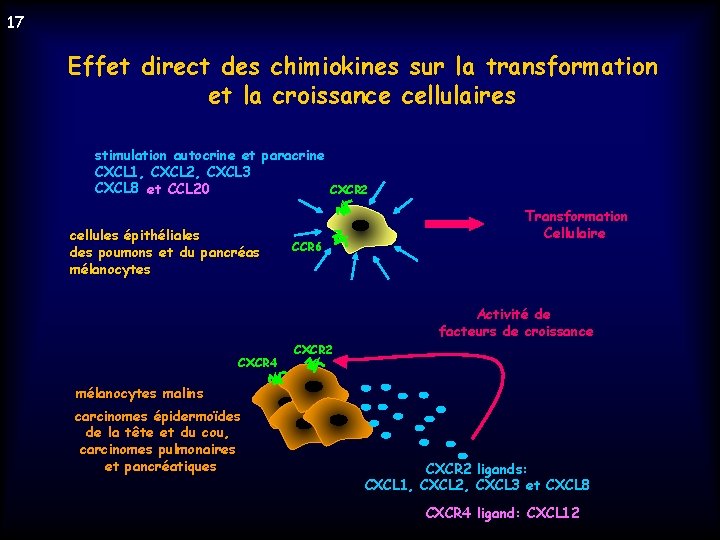 17 Effet direct des chimiokines sur la transformation et la croissance cellulaires stimulation autocrine
