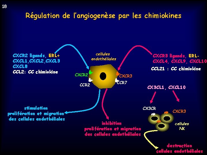 18 Régulation de l’angiogenèse par les chimiokines CXCR 2 ligands, ERL+ CXCL 1, CXCL