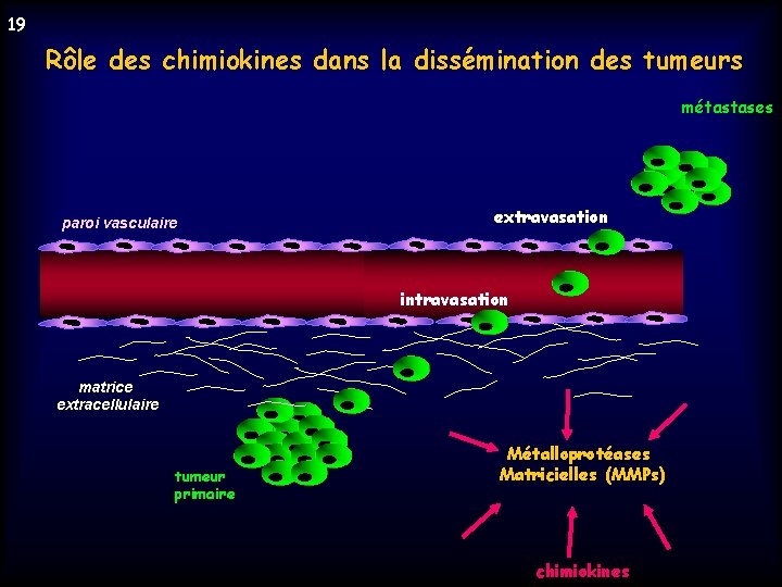 19 Rôle des chimiokines dans la dissémination des tumeurs métastases paroi vasculaire extravasation intravasation