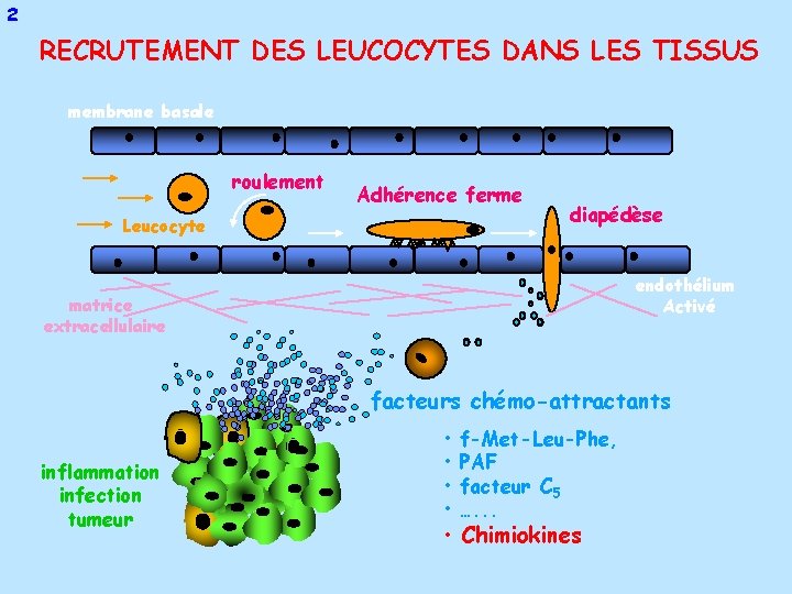 2 RECRUTEMENT DES LEUCOCYTES DANS LES TISSUS membrane basale roulement Adhérence ferme Leucocyte diapédèse